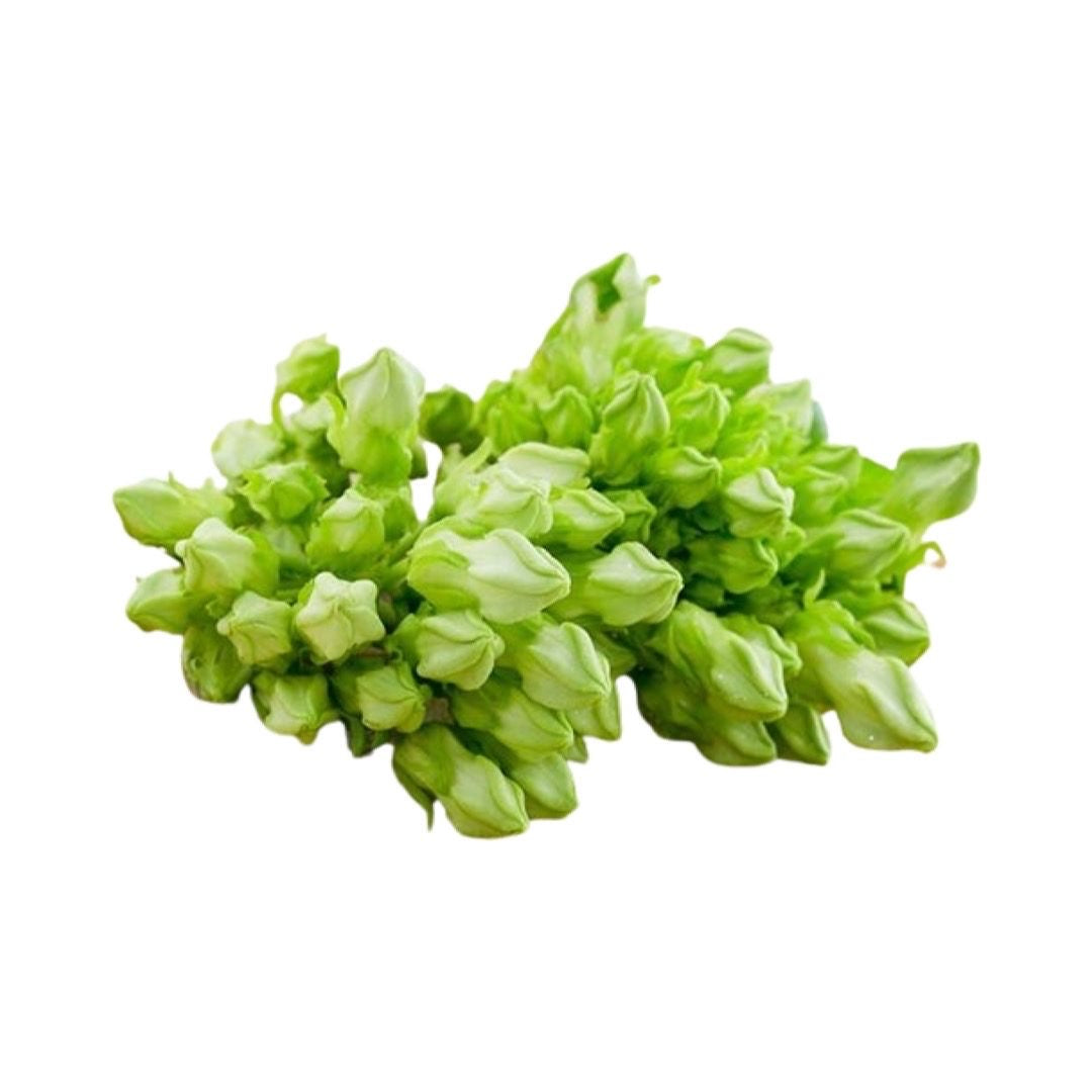 Cowslip Creeper (ดอกขจร) 100g
