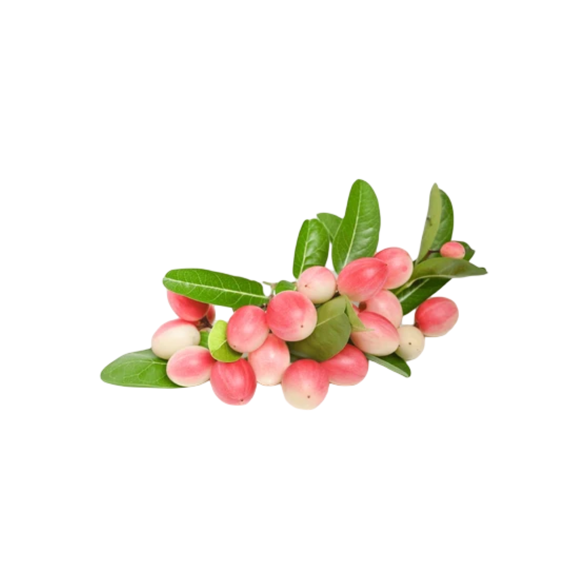 Frische Karanda-Beeren (มะม่วงหาวมะนาวโห่) 250g - Ohayo Asia Shop