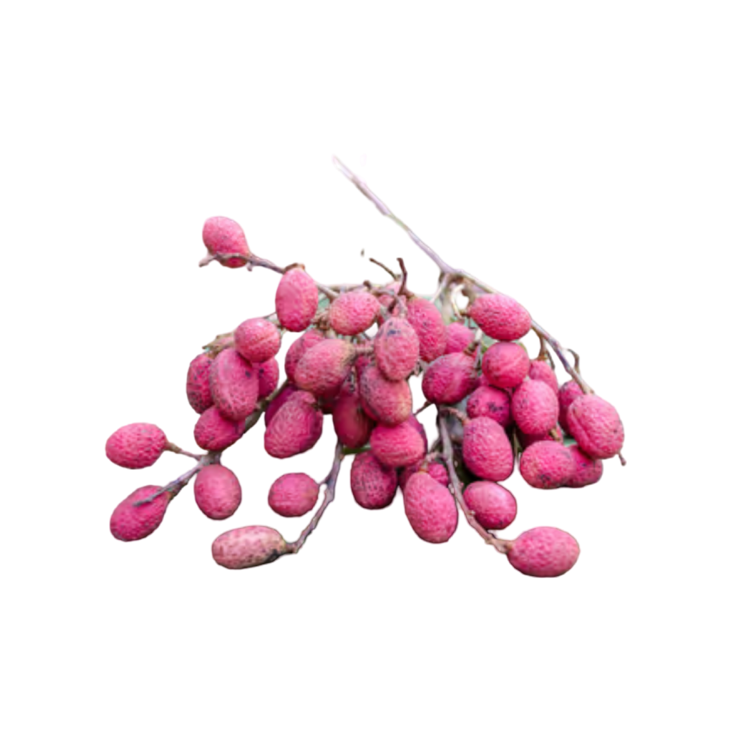 Wilde Lychees (มะแงว) 250g