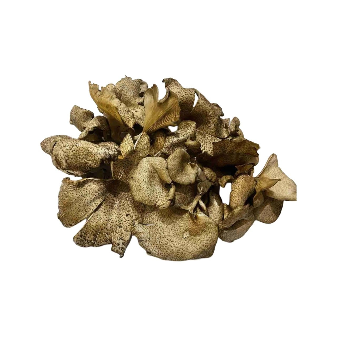 Holzharter Pilz (เห็ดกระด้าง) 100g
