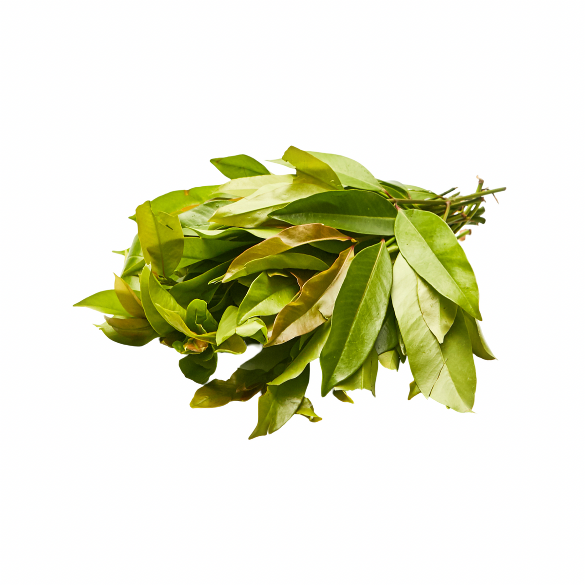 Frische Chamuang-Blätter (ใบชะมวงสด) 100g - Ohayo Asia Shop