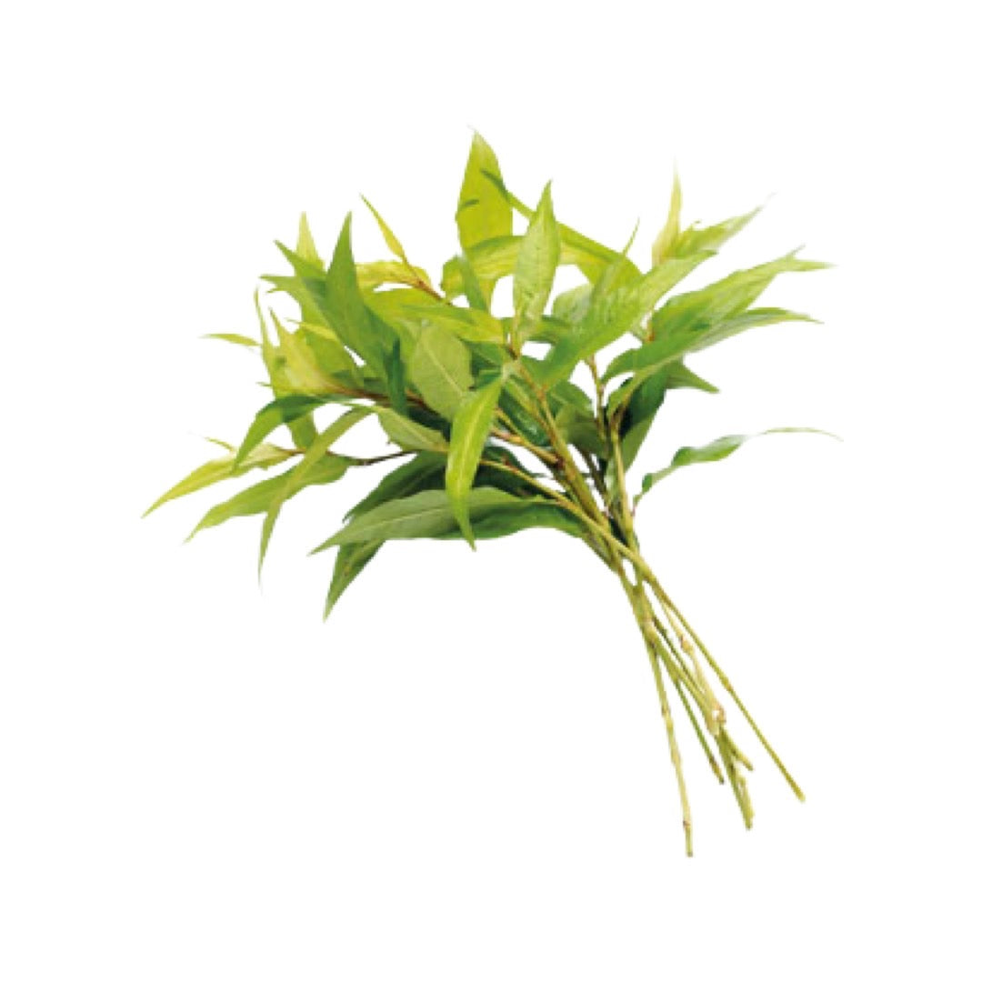 Vietnamesischer Koriander (ผักแพว) 100g