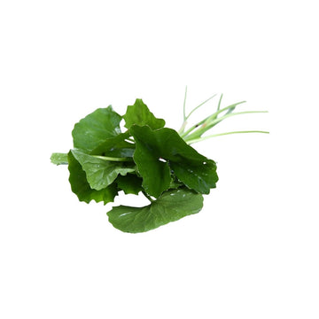Frischer  asiatischer Wassernabel (ใบบัวบก) 100g - Ohayo Asia Shop