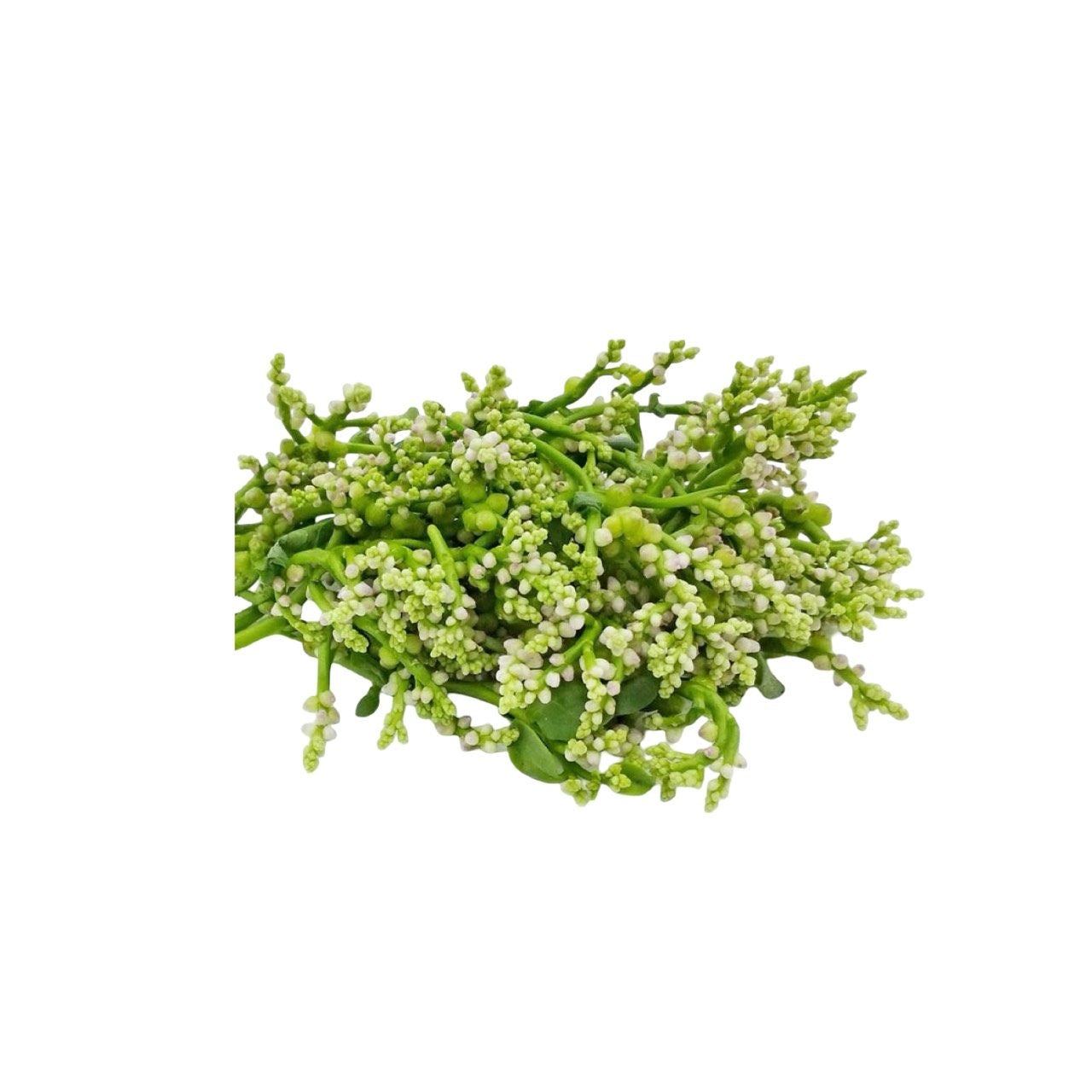 Malabar-Spinat Blüten (ดอกผักปลัง) 100g