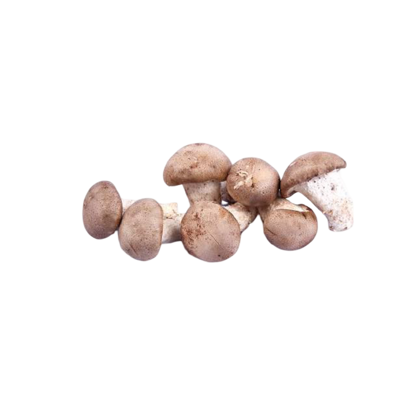 Frische Shiitake-Pilze - Größe M (เห็ดหอมสด ขนาดกลาง) 100g