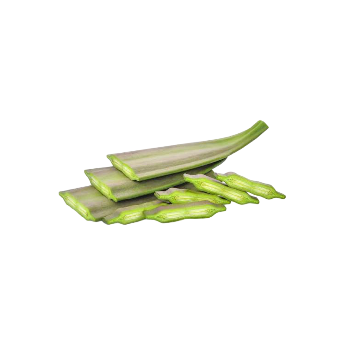 Frische Indische Trompetenblume 1 Stück (ลิ้นไม้) 300g - Ohayo Asia Shop