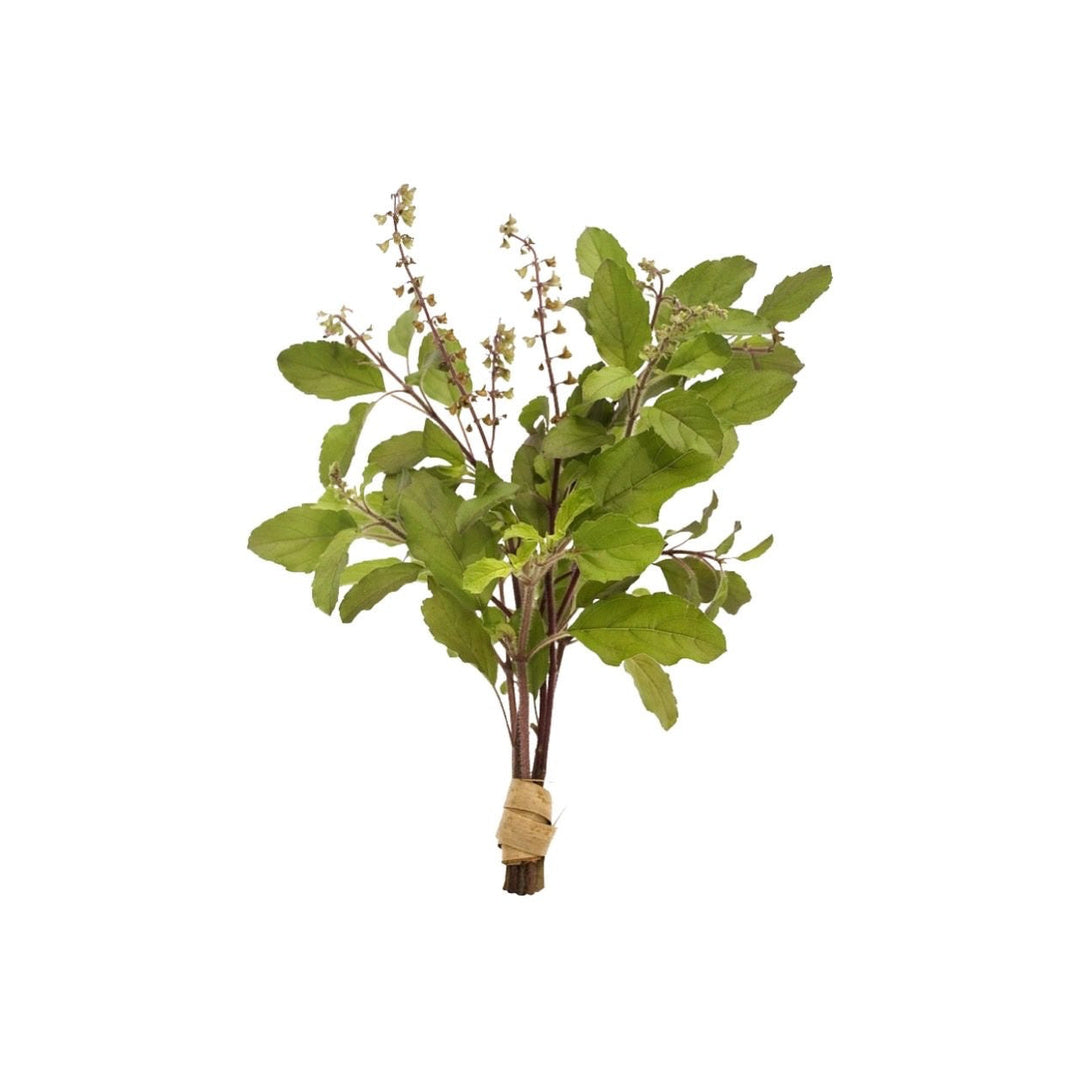 Frisches rotes Heiliges Basilikum (กะเพราแดง) 100g - Ohayo Asia Shop