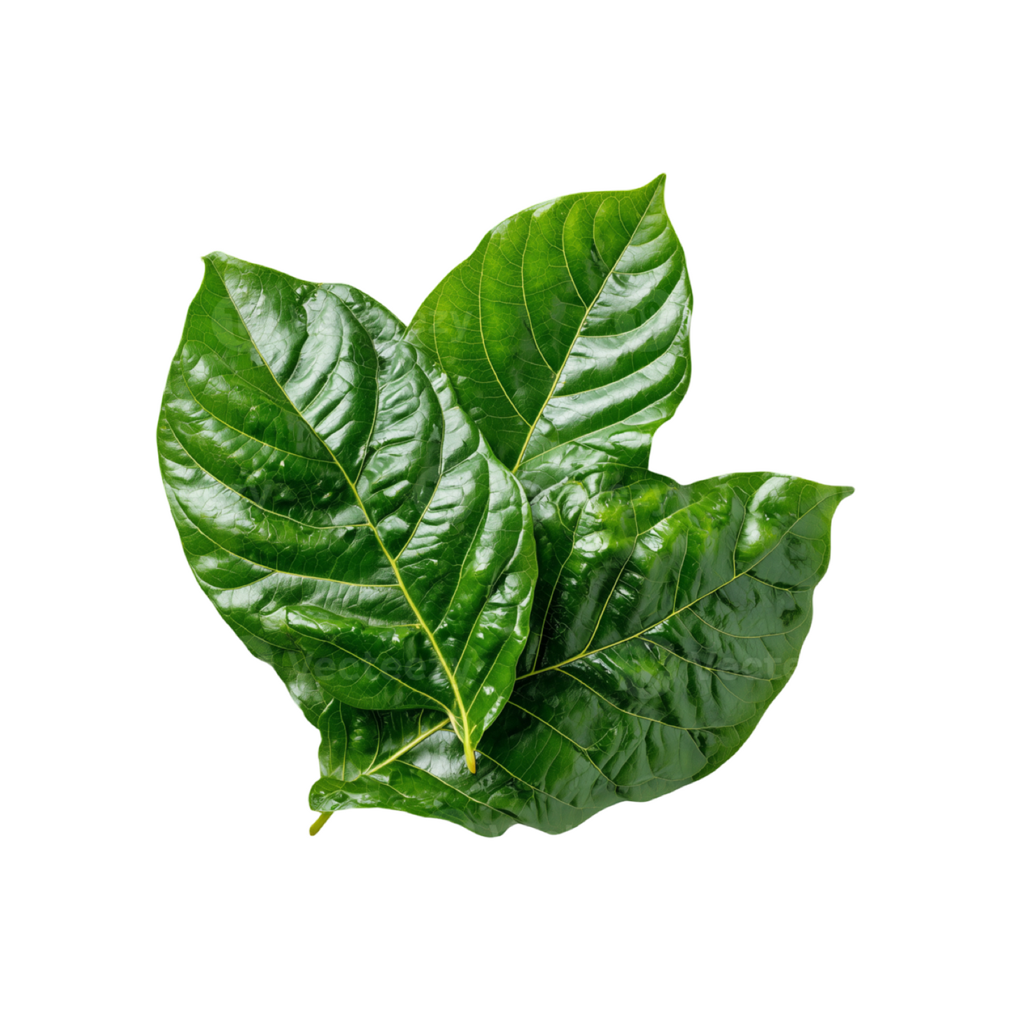 Noni-Blätter (ใบยอ) 100g