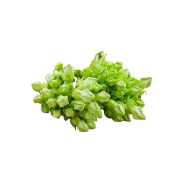 Frische Cowslip Creeper (ดอกขจร) 100g - Ohayo Asia Shop