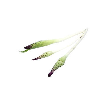Frische  Siam-Tulpenblüten (ดอกกระเจียว) 100g - Ohayo Asia Shop