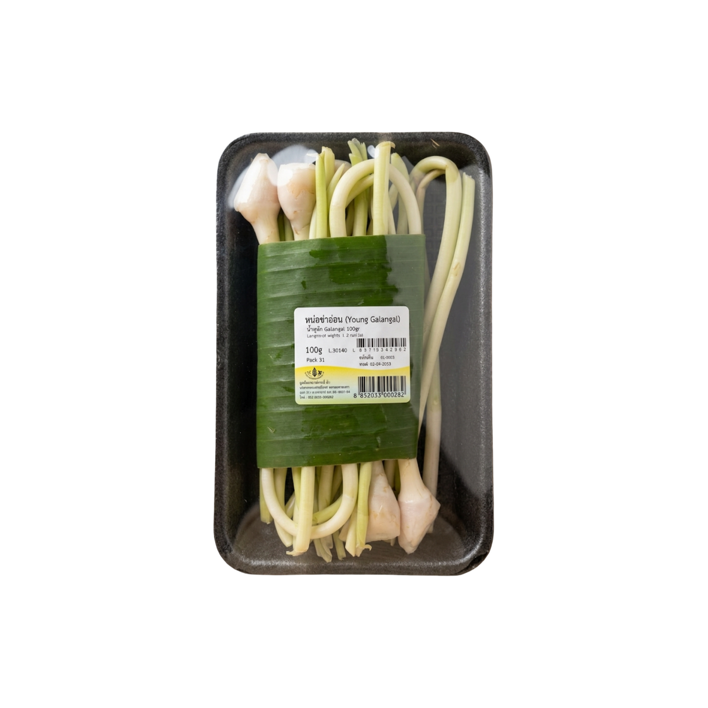 Junge Galgantsprossen (หน่อข่าอ่อน) 100g