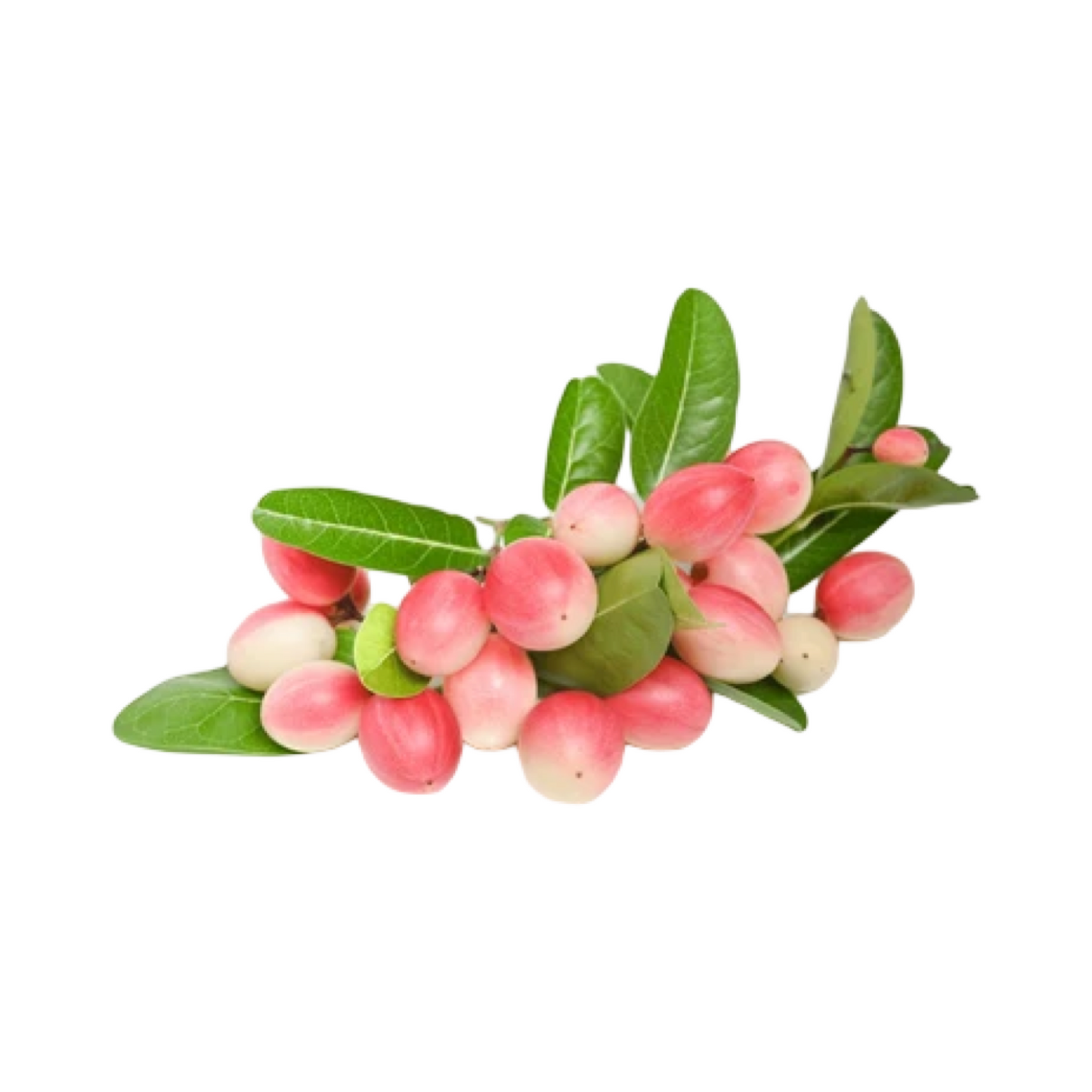 Karanda-Beeren (มะม่วงหาวมะนาวโห่) 250g