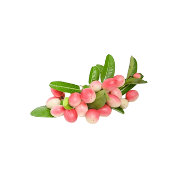 Frische  Karanda-Beeren (มะม่วงหาวมะนาวโห่) 250g - Ohayo Asia Shop
