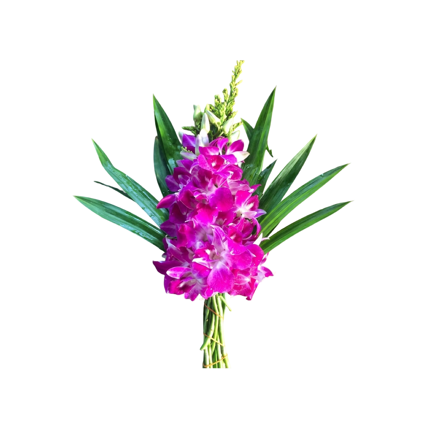 Frische Orchideen für den Altar 1 Bund (ดอกกล้วยไม้ไหว้พระ)