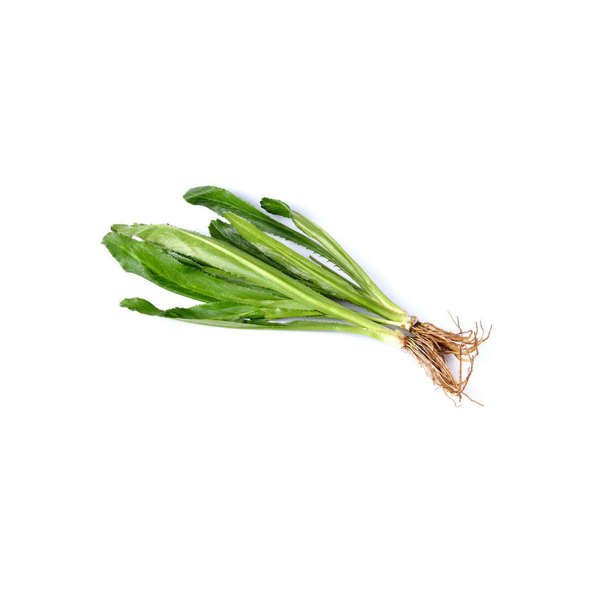 Frischer Langer Koriander (ผักชีฝรั่ง) 80g - Ohayo Asia Shop