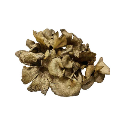 Holzharter Pilz (เห็ดกระด้าง) 100g