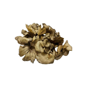 Frische Holzharter Pilz (เห็ดกระด้าง) 100g - Ohayo Asia Shop