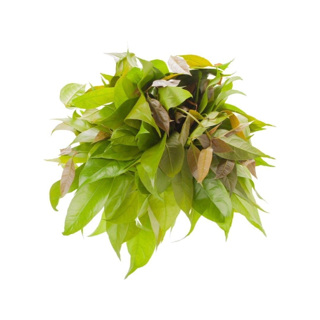 Melinjo-Blätter (ใบเหลียง) 100g